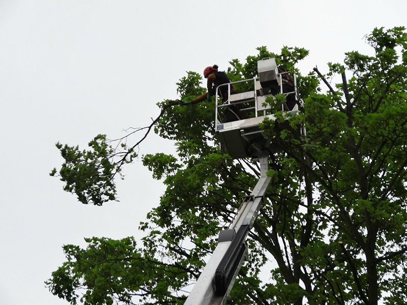 Élagage et abattage Sainte Geneviève des Bois Essonne PELLEGRIN ET